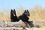 SCHIPPERKE 120